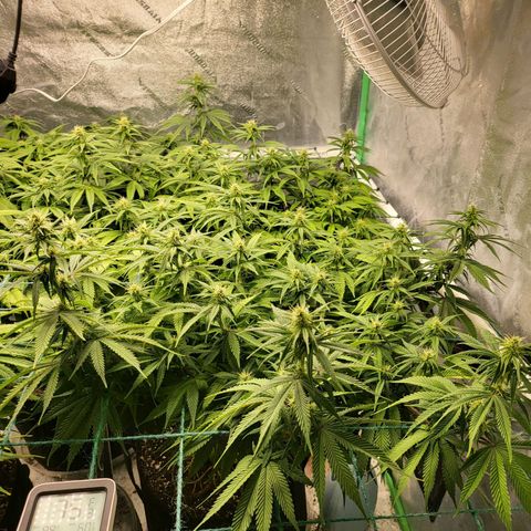 Amnesia Lemon Kush growlog timeline photo