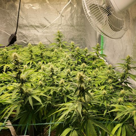 Amnesia Lemon Kush growlog timeline photo