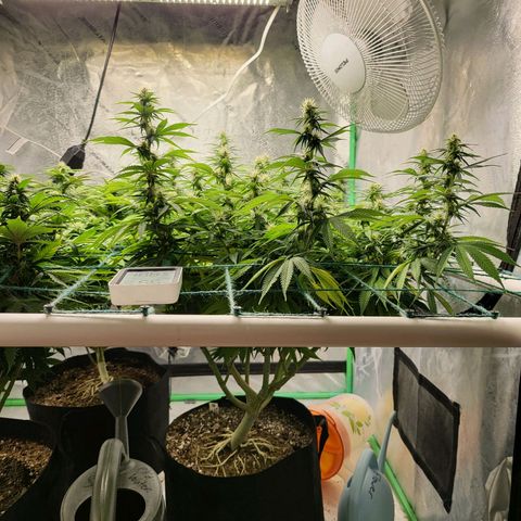Amnesia Lemon Kush growlog timeline photo