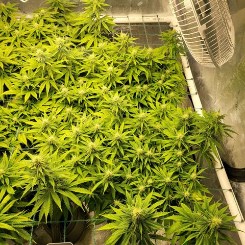 Amnesia Lemon Kush growlog timeline photo