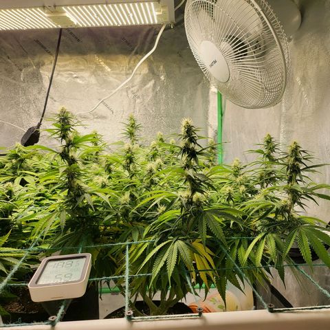 Amnesia Lemon Kush growlog timeline photo