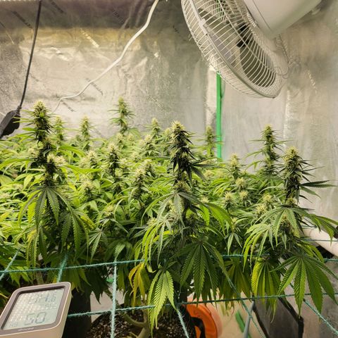 Amnesia Lemon Kush growlog timeline photo