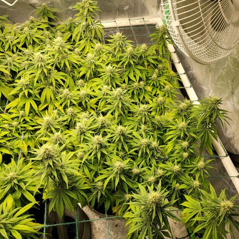 Amnesia Lemon Kush growlog timeline photo
