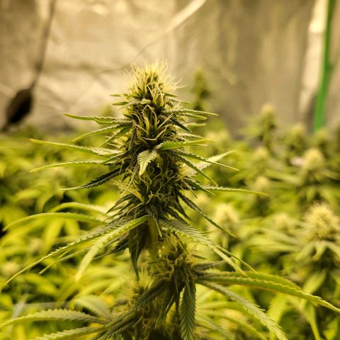 Amnesia Lemon Kush growlog timeline photo