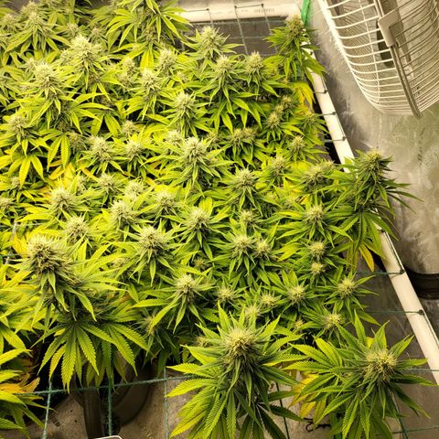 Amnesia Lemon Kush growlog timeline photo