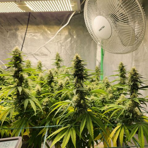 Amnesia Lemon Kush growlog timeline photo