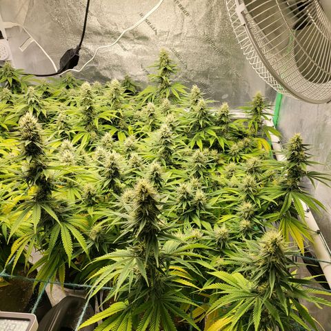 Amnesia Lemon Kush growlog timeline photo