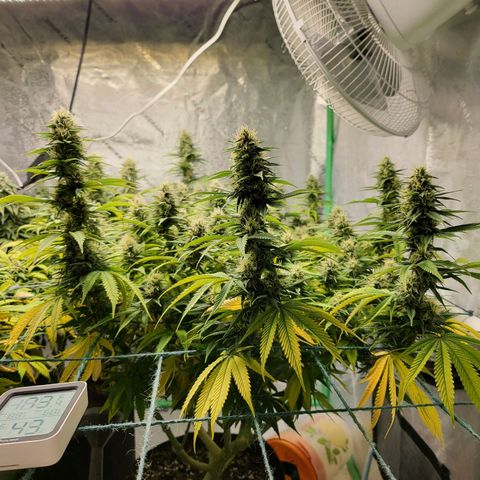 Amnesia Lemon Kush growlog timeline photo