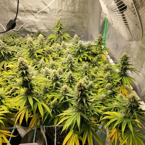 Amnesia Lemon Kush growlog timeline photo
