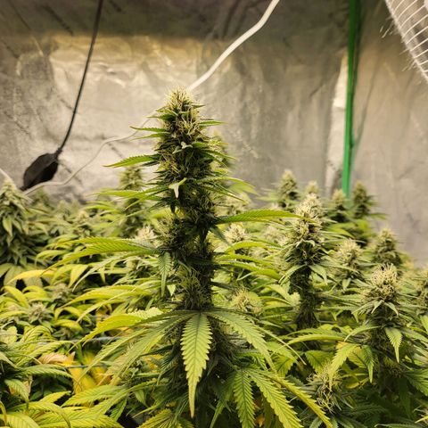 Amnesia Lemon Kush growlog timeline photo