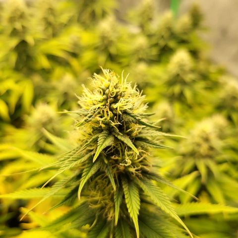 Amnesia Lemon Kush growlog timeline photo