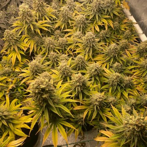 Amnesia Lemon Kush growlog timeline photo