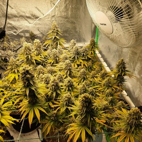 Amnesia Lemon Kush growlog timeline photo