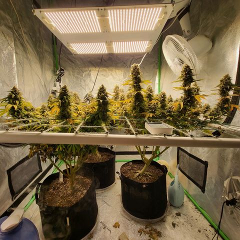 Amnesia Lemon Kush growlog timeline photo