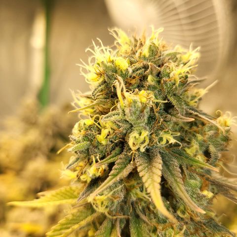 Amnesia Lemon Kush growlog timeline photo