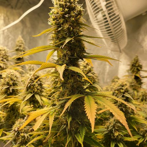 Amnesia Lemon Kush growlog timeline photo