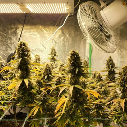Amnesia Lemon Kush growlog timeline photo