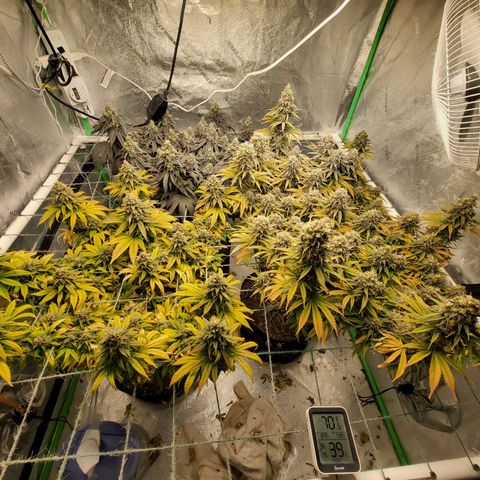 Amnesia Lemon Kush growlog timeline photo