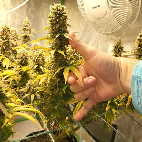 Amnesia Lemon Kush growlog timeline photo
