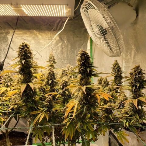 Amnesia Lemon Kush growlog timeline photo