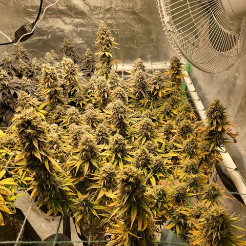 Amnesia Lemon Kush growlog timeline photo