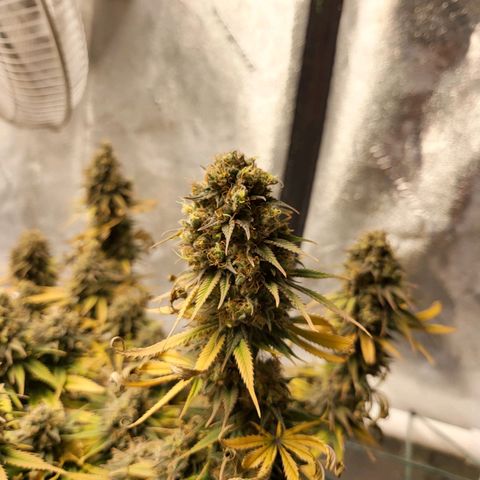 Amnesia Lemon Kush growlog timeline photo