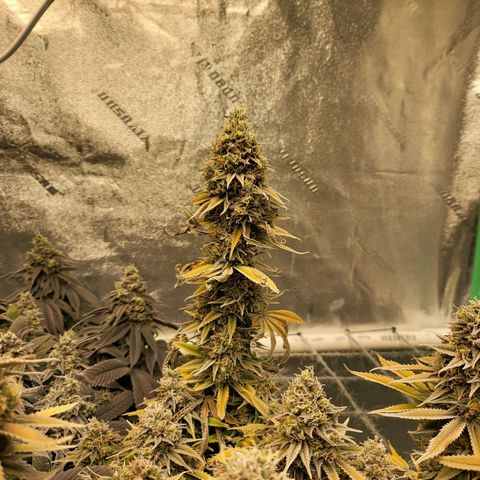Amnesia Lemon Kush growlog timeline photo