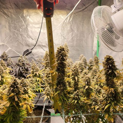 Amnesia Lemon Kush growlog timeline photo