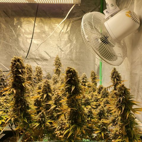 Amnesia Lemon Kush growlog timeline photo