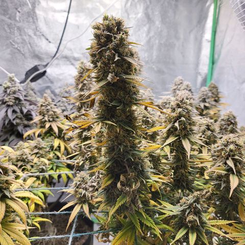 Amnesia Lemon Kush growlog timeline photo