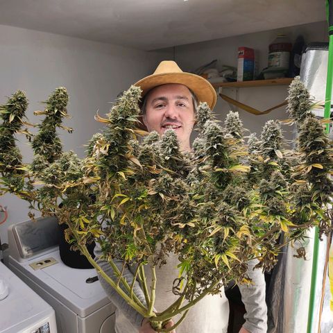 Amnesia Lemon Kush growlog timeline photo