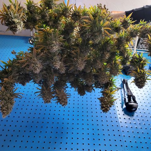 Amnesia Lemon Kush growlog timeline photo