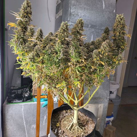 Amnesia Lemon Kush growlog timeline photo