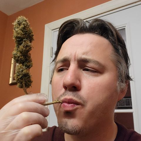 Amnesia Lemon Kush growlog timeline photo