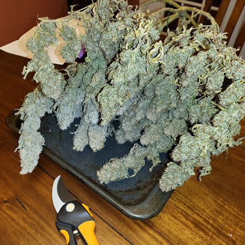 Amnesia Lemon Kush growlog timeline photo