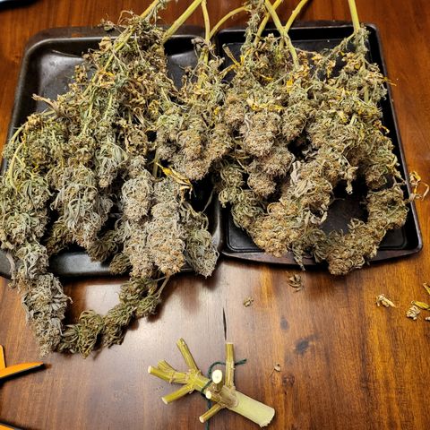 Amnesia Lemon Kush growlog timeline photo