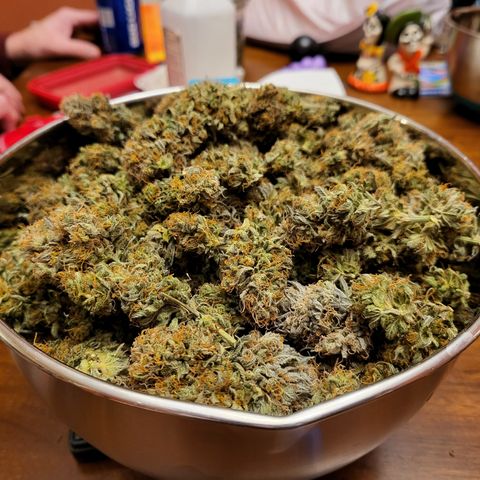 Amnesia Lemon Kush growlog timeline photo