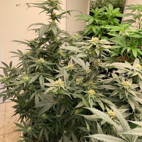 Runtz Buttonz mom-2 growlog photo: Runtz buttonz week5 starting to get frosty, with a hint of sweet rotting fruit.