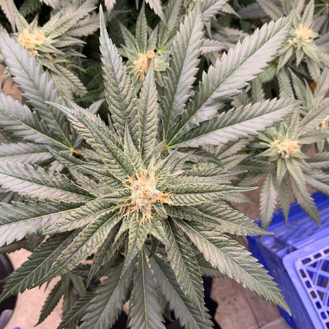 Runtz Buttonz mom-2 growlog photo: Runtz buttonz week5 starting to get frosty, with a hint of sweet rotting fruit.