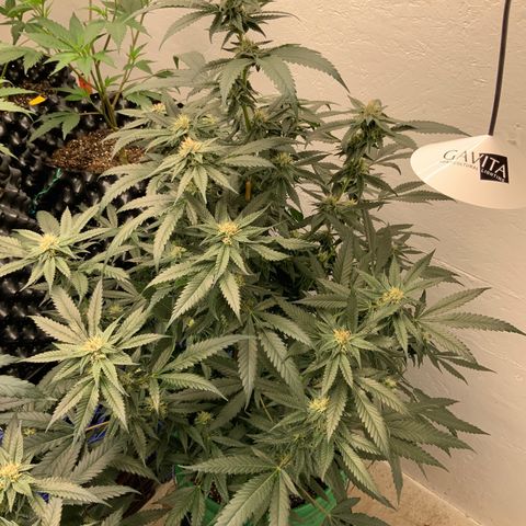 Runtz Buttonz mom-2 growlog photo: Runtz buttonz week5 starting to get frosty, with a hint of sweet rotting fruit.