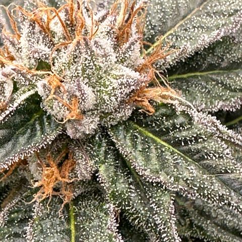 Runtz Buttonz mom-1 growlog timeline photo