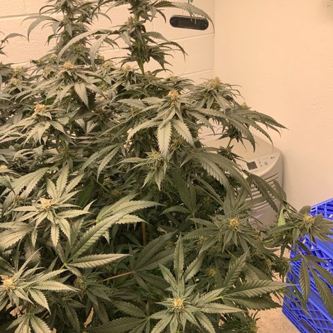 Runtz Buttonz mom-1 growlog timeline photo