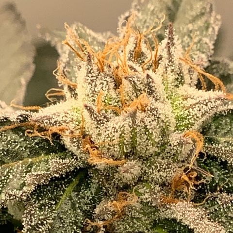 Runtz Buttonz mom-1 growlog timeline photo
