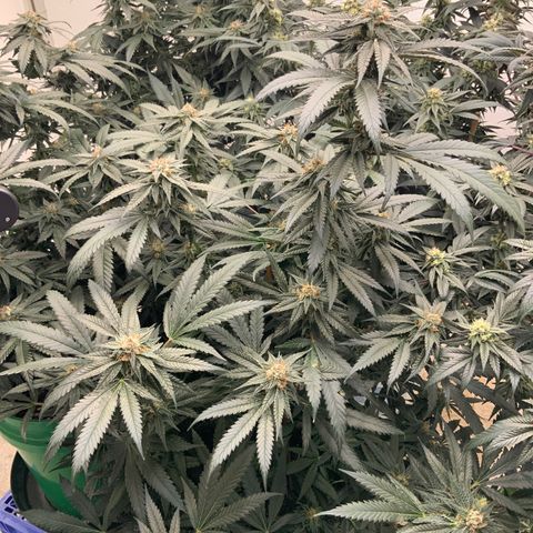 Runtz Buttonz mom-3 growlog timeline photo