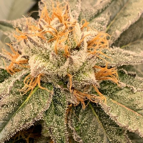 Runtz Buttonz mom-3 growlog timeline photo