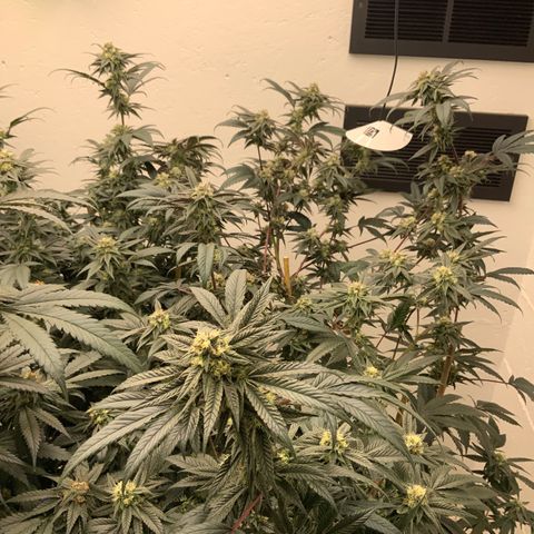 Knockout Runtz growlog timeline photo