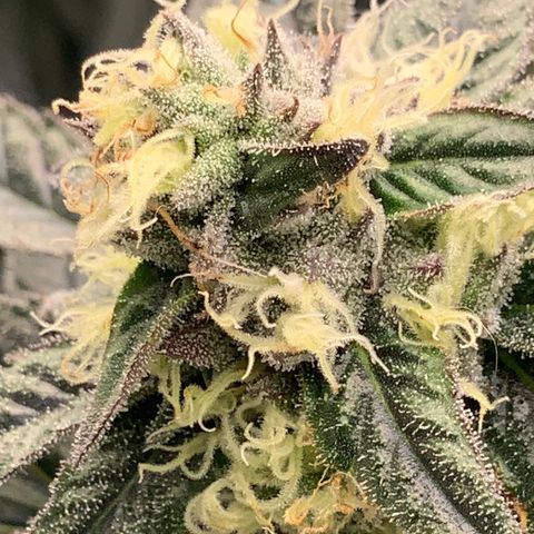 Knockout Runtz growlog timeline photo