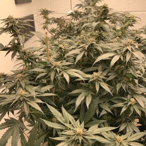 Runtz Buttonz mom-2 growlog timeline photo