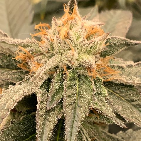 Runtz Buttonz mom-2 growlog timeline photo