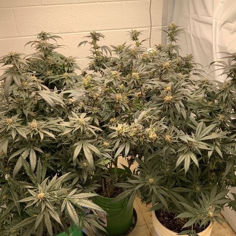 Runtz Buttonz mom-2 growlog timeline photo
